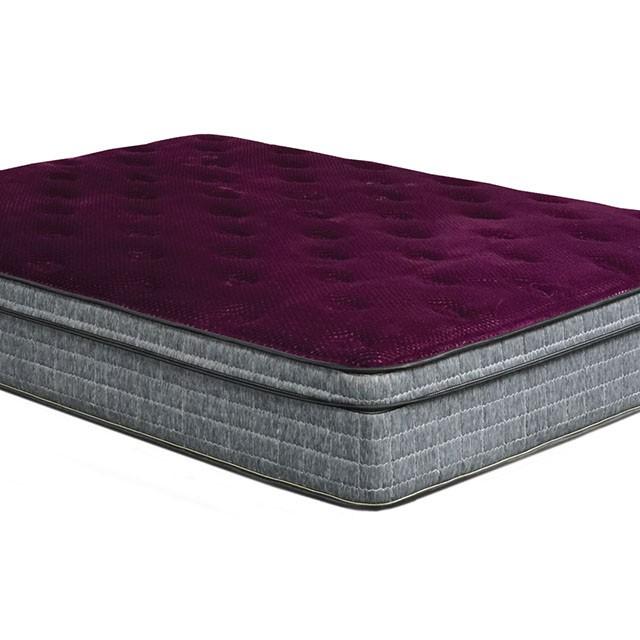 Purple/Grey